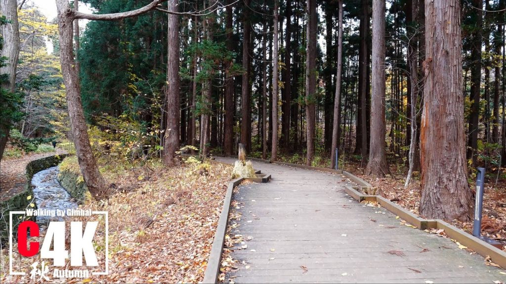 円山公園 登山道付近にある木道の散歩 C4K