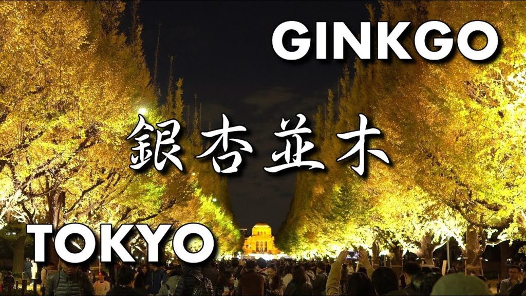 [4K] 明治神宮外苑（東京）黄金に輝く銀杏（イチョウ）並木！・黄葉・紅葉・ライトアップ・夜景 / Ginkgo Tree [ Tokyo Japan ]