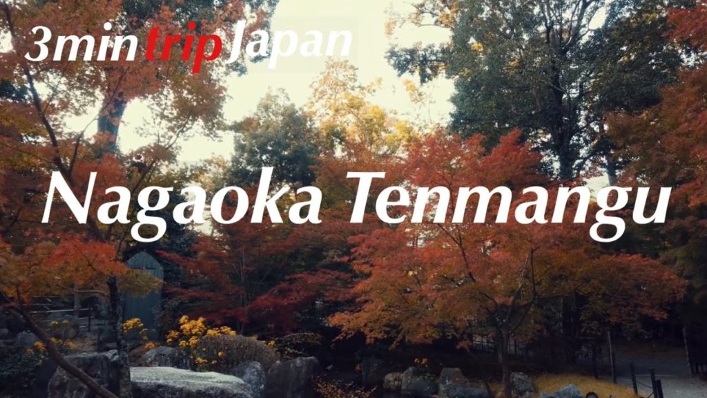 【3min trip Kyoto】Nagaoka Tenmangu Shrine 長岡天満宮 Autumn leaves 2019