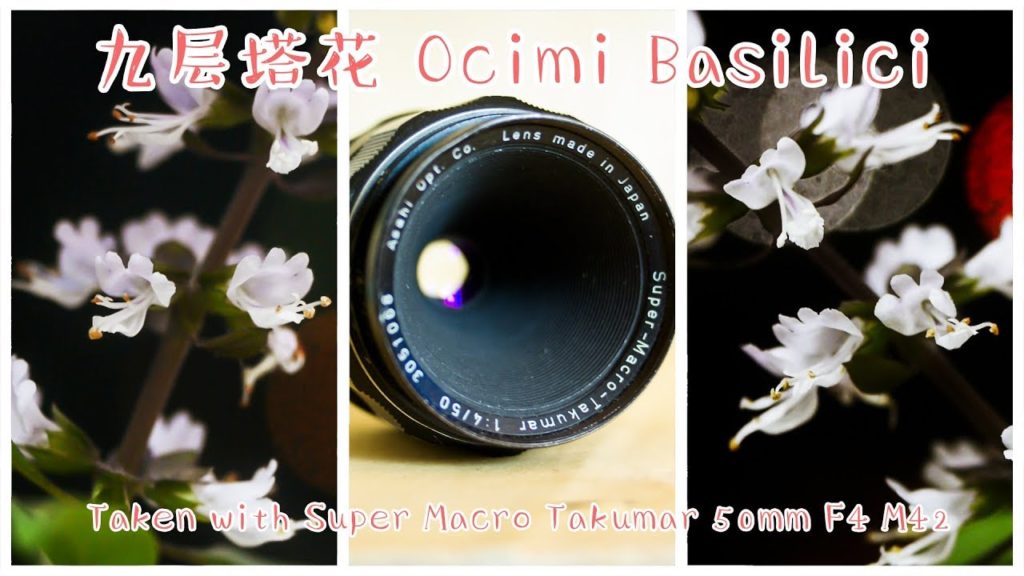 Vintage lens for Video – Ocimi Basilici ( 九层塔花 ) taken with Super Macro Takumar 50mm F4 M42 Vintage lens for Video - Ocimi Basilici ( 九层塔花 ) taken with Super Macro Takumar 50mm F4 M42