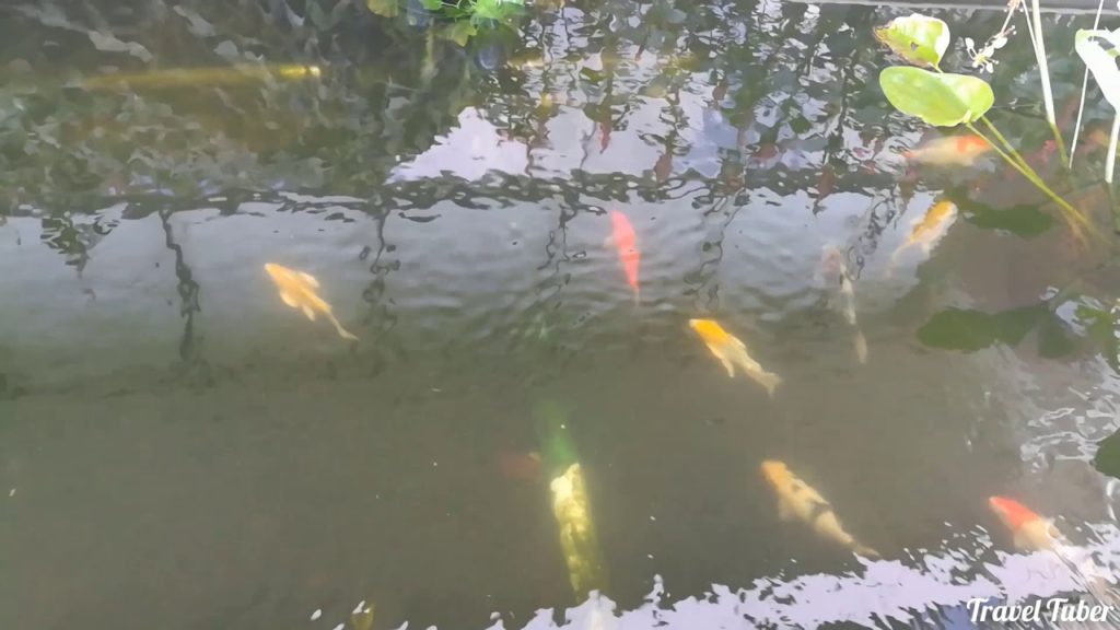 Travel Tuber || Fish playing in Batam City || মাছের খেলা Travel Tuber || Fish playing in Batam City || মাছের খেলা