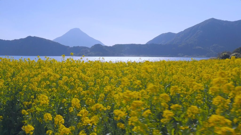Spring Colors in Kagoshima, Japan 4K (Ultra HD) - 指宿／鹿児島