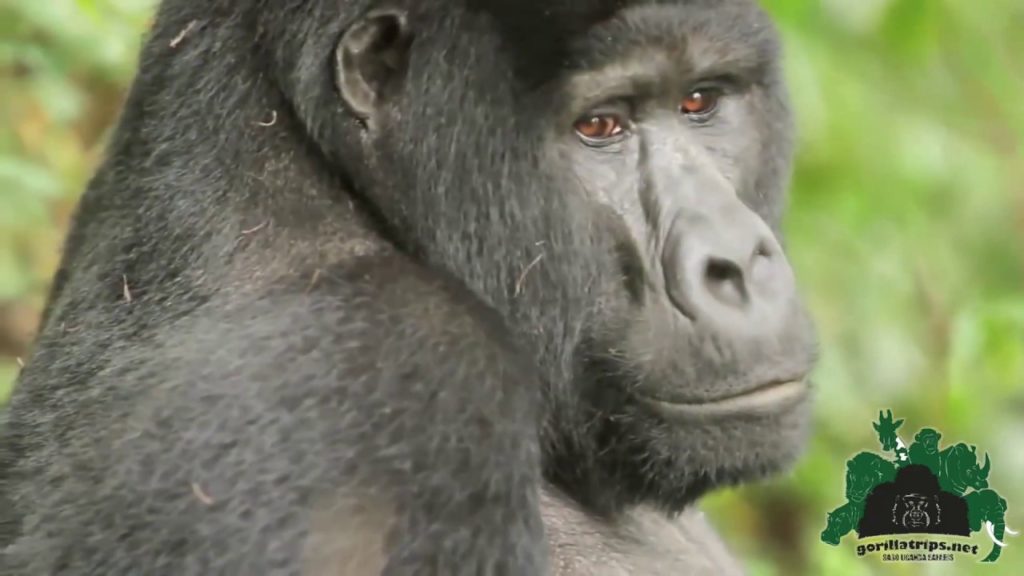 Gorilla Trekking Uganda || Witness Uganda's Famous Gorilla Families