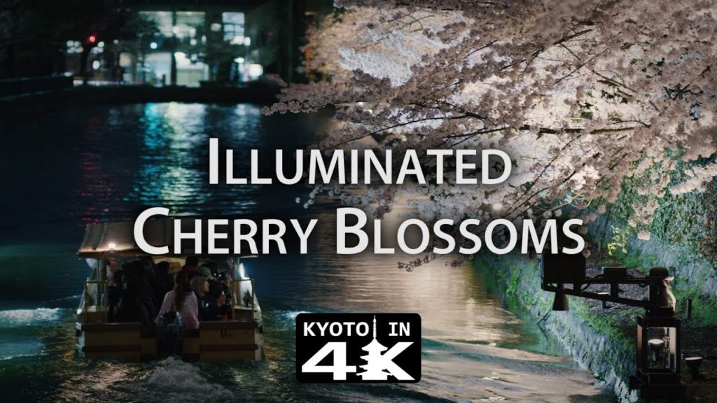 Beautiful Kyoto: Cherry Blossoms at the Okazaki Biwako Canal [4K]