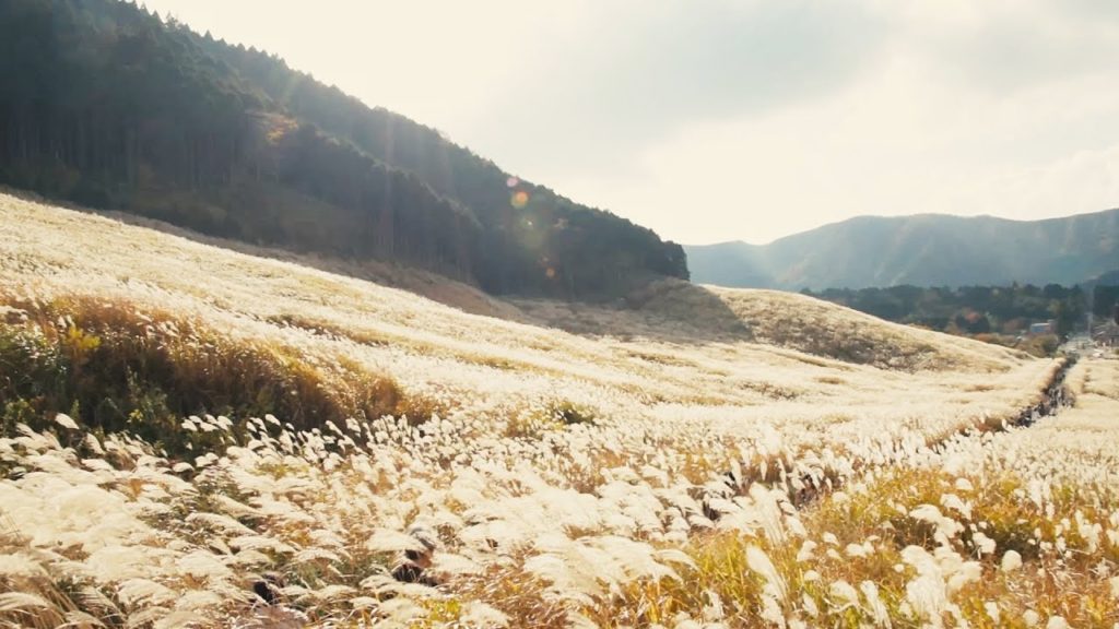 箱根仙石原 すすき sengokuhara,hakone,kanagawa