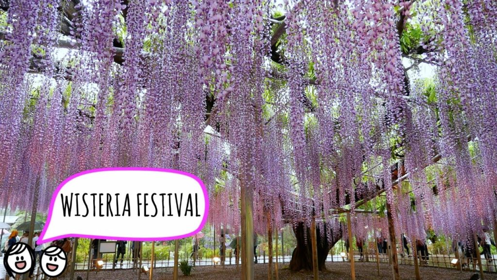 ASHIKAGA FLOWER PARK // あしかがフラワーパーク (Japan Travel Vlog) ASHIKAGA FLOWER PARK // あしかがフラワーパーク (Japan Travel Vlog)