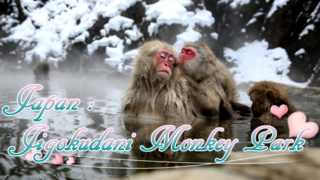 Japan Trip: Jigokudani Monkey Park monkey in hot spring, Nagano, Japan