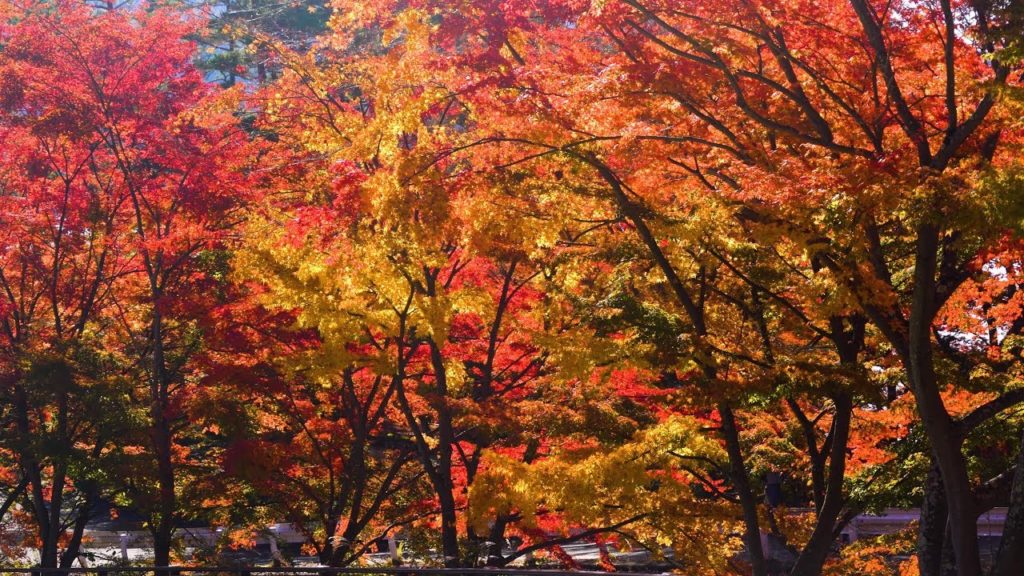 2019 河口湖紅葉回廊の美しい紅葉(4K) Beautiful Autumn Colors At Lake Kawaguchi Maple Corridor(UHD)