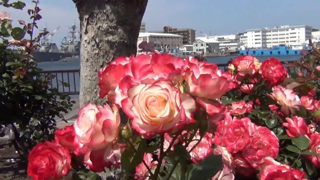 Varney Prrk, Yokosuka, Japan, Rose Garden, Golden Week 2013