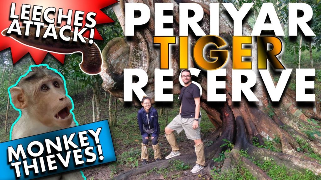 ATTACKED by LEECHES and ROBBED by MONKEYS! Periyar Tiger Reserve Safari in Thekkady, Kerala.