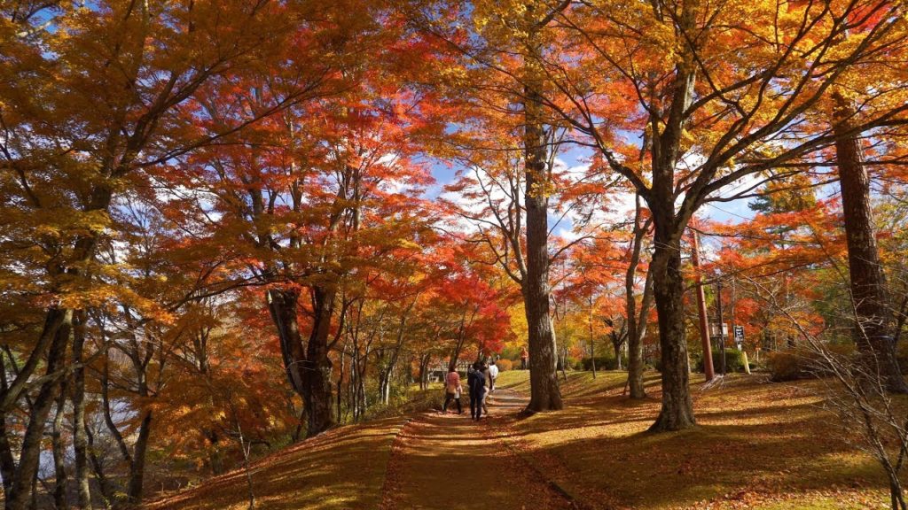 2019 山中湖の美しい紅葉(4K) Beautiful Autumn Colors At Lake Yamanaka(UHD)