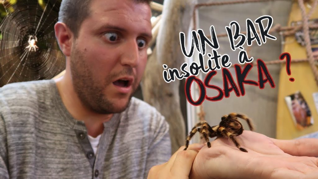Des reptiles et araignées à OSAKA