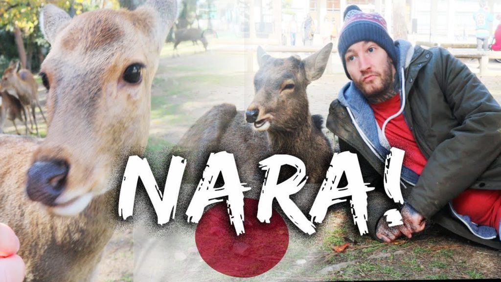 DEER EVERYWHERE! 🇯🇵 | A Day Exploring Nara | Japan Travel Vlog 2019 |