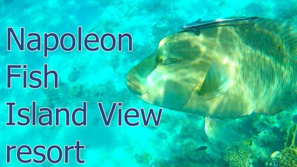 Island  View Resort  5* ,Home Reef, Napoleon Fish