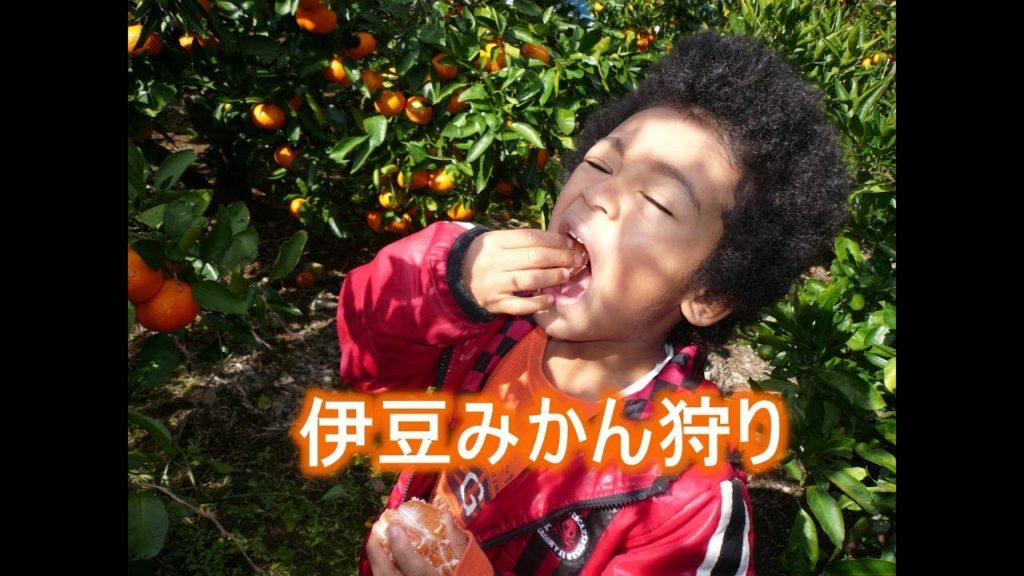 Mandarin orange picking in Japan ¥600 伊豆みかん狩り