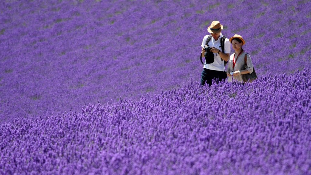 北海道之夏Hokkaido Summer