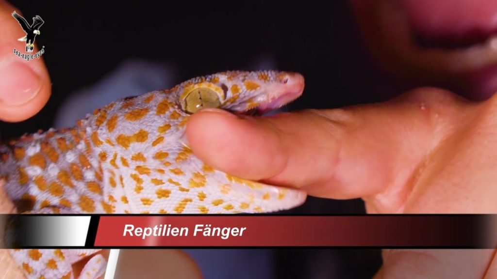 Schlange am Haus! was dann? / Koh Samui / Thailand