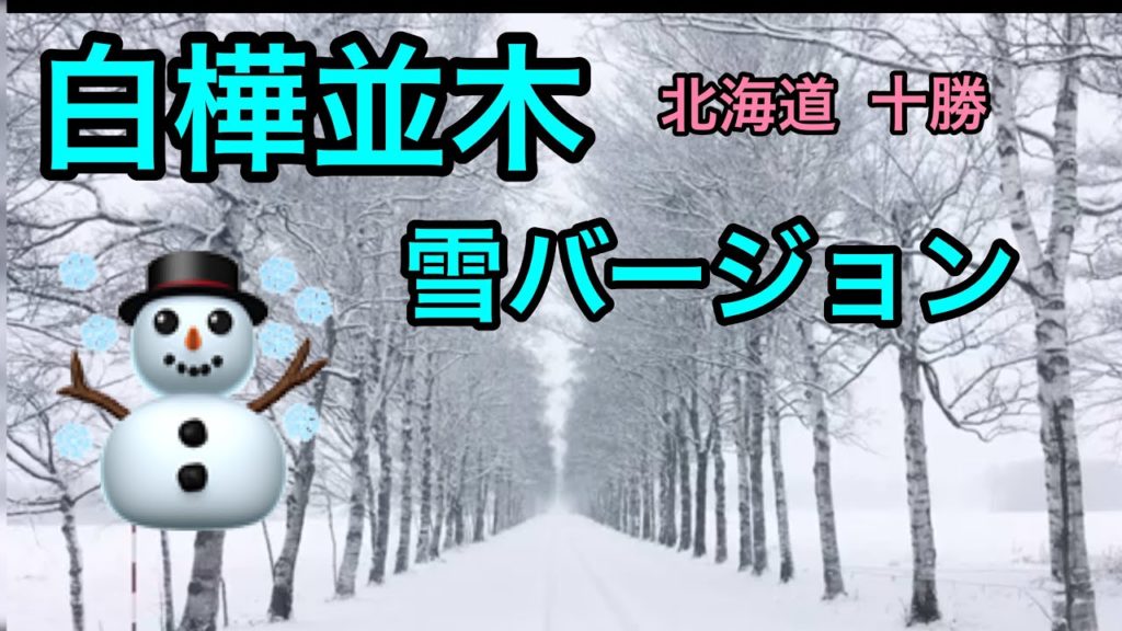 北海道十勝　白樺並木　雪バージョン☃️