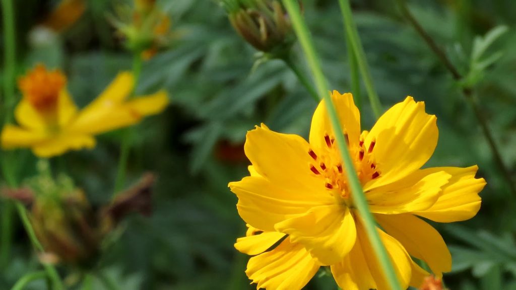 2019屏東舊鐵橋花海(4k)