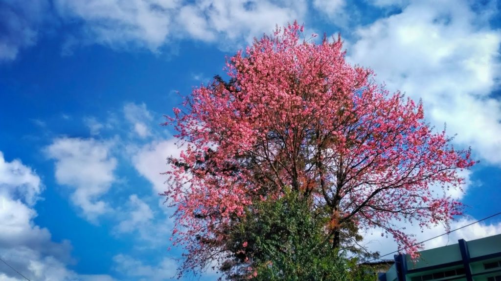 Cherry blossom in full bloom in Jowai 2019
