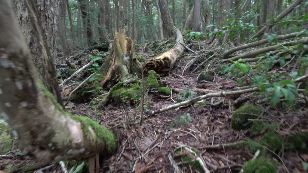 Aokigahara 5  leftover footage