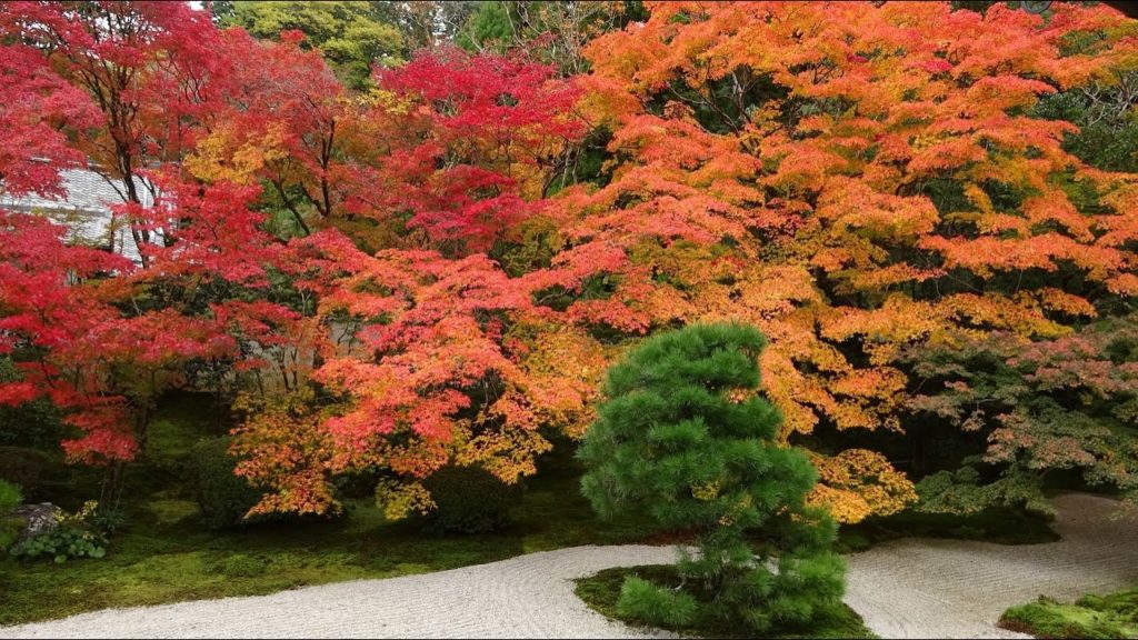 【4K】Kyoto Tenju-an Autumn Leaves 2019 - 京都 天授庵の紅葉 | Japan walking guide