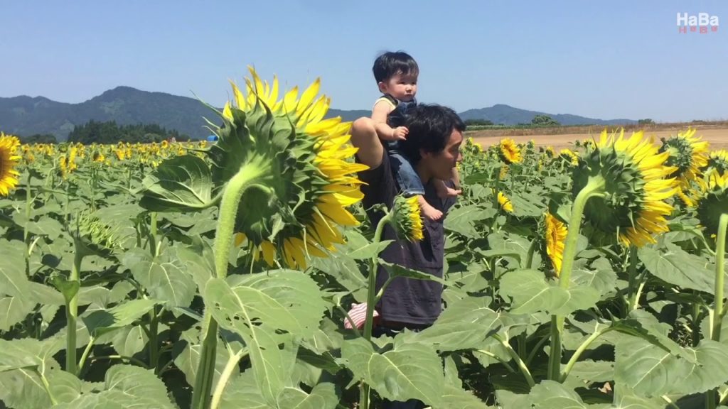 HaBa Tour ~ 津南ひまわり（向日葵）広場