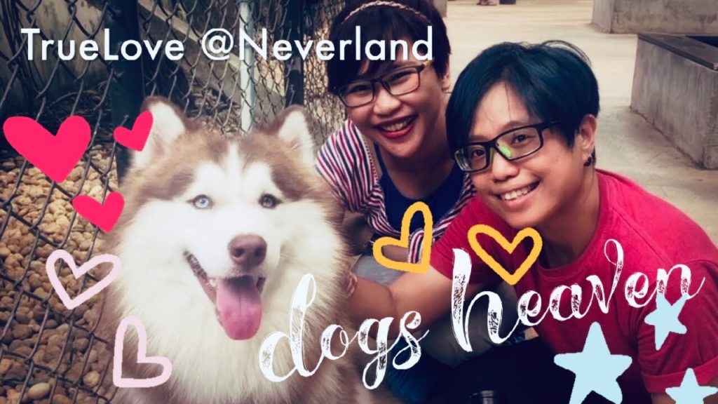 Dogs Heaven at Husky Cafe Bangkok | TrueLove@Neverland Cafe | MOSELA Dogs Heaven at Husky Cafe Bangkok | TrueLove@Neverland Cafe | MOSELA