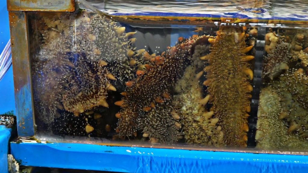 Korean Street Food - Cutting SEA CUCUMBER Seafood Korea