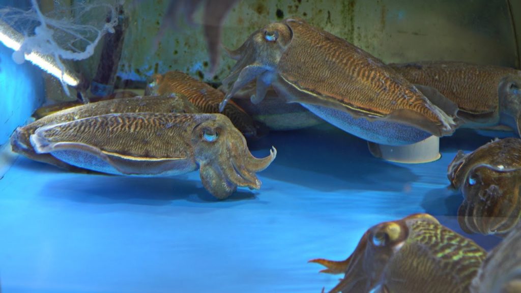 Korean Street Food - CUTTING LIVE CUTTLEFISH Seoul Seafood Korea