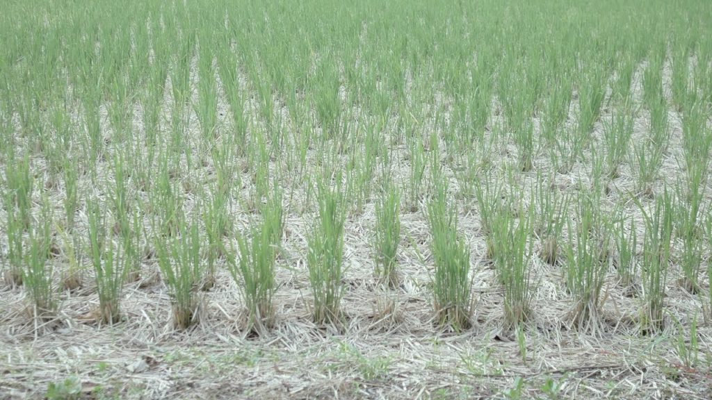 舞岡 Yokohama | Japan 2019-10　SIGMA 19mm F2.8