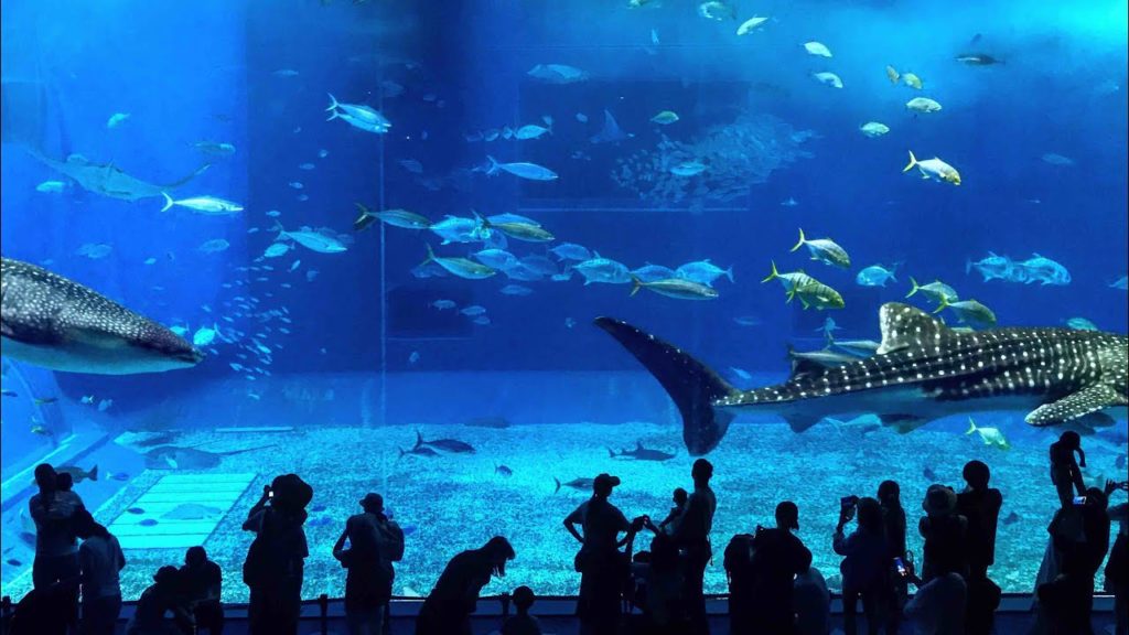 OKINAWA AQUARIUM 2017 4K II ASIA'S LARGEST FISH TANK