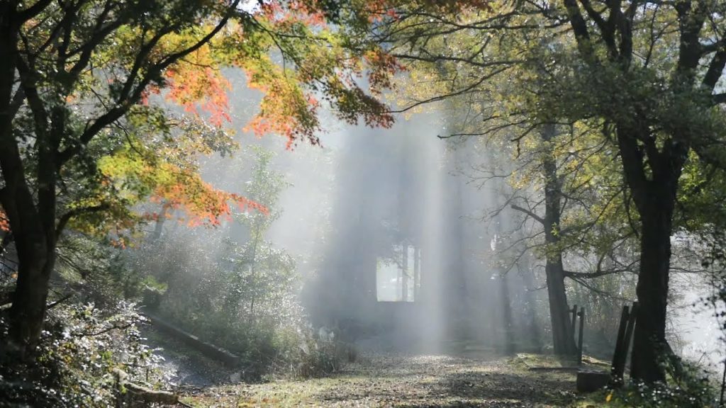 【Autumn Leaves】紅葉の京都(2019/11/17)