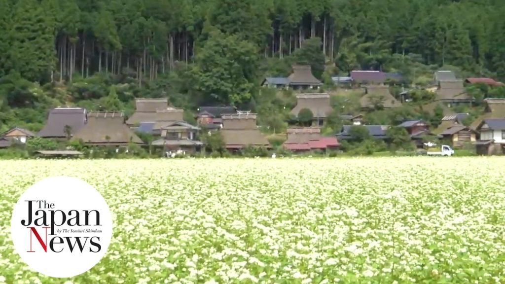 Soba buckwheat flowers in full bloom at Kayabuki no Sato