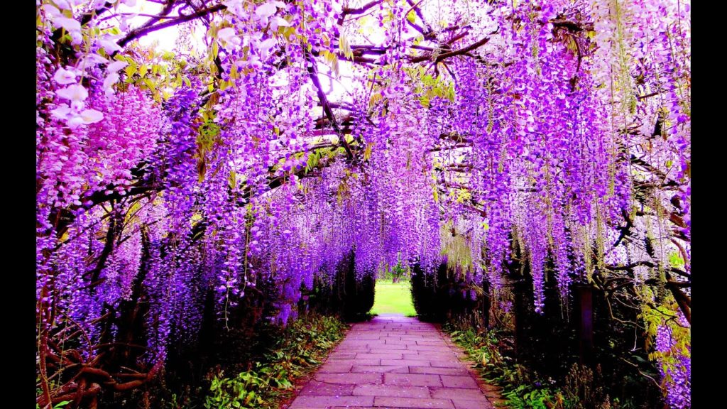 Wisteria- The Most Beautiful Flower On Earth (Ashikaga Flower Park, Japan) Wisteria- The Most Beautiful Flower On Earth (Ashikaga Flower Park, Japan)