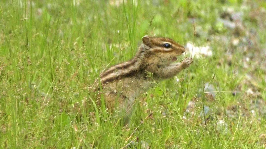 JG☆☆☆☆ 4K HDR 北海道 東大雪の動物(エゾライチョウ,シマリスなど) Hokkaido,Animals in East Daisetsu