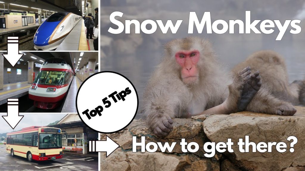 Day Trip by Bullet Train From Tokyo to See The Japanese Snow Monkeys - Ep 5 Adventures in Japan