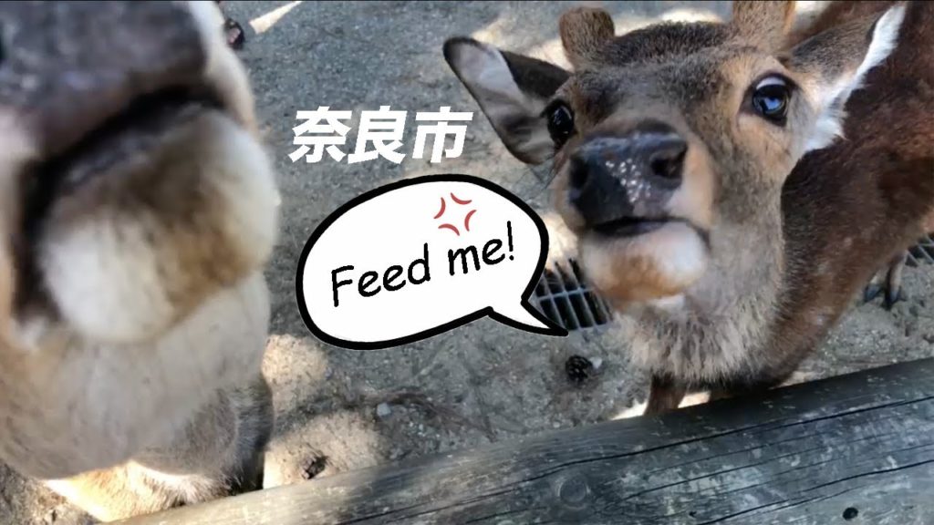 Feeding Wild Japanese Deer! ~ Japan 2019