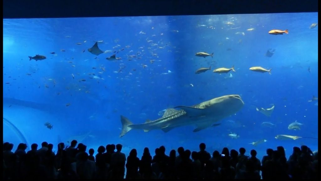 Aquarium d'Okinawa, vue d'ensemble avec les requins baleine et les raies Manta. Japon