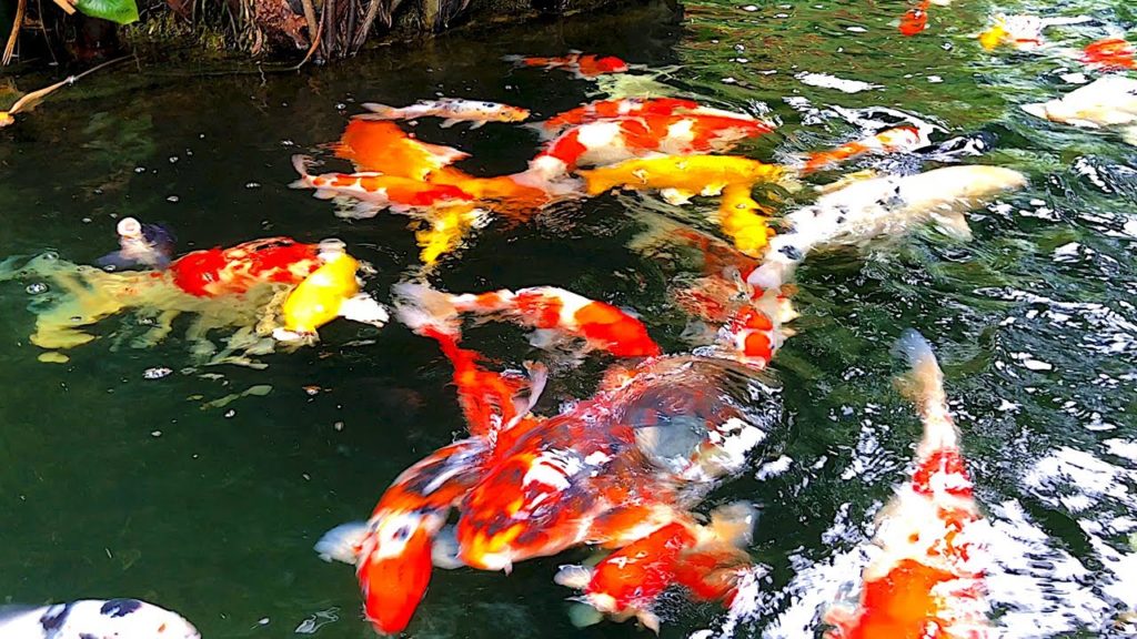 JAPANESE KOI FISH | Lots of colorful Koi fish swimming in a pond. JAPANESE KOI FISH | Lots of colorful Koi fish swimming in a pond.