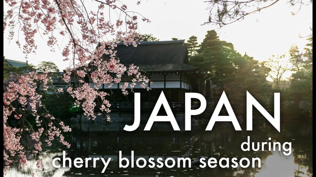 Japan während der Kirschblüte im Frühling