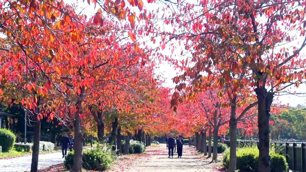 大阪城公園の秋 2019-11 Osaka Castle Park in autumn