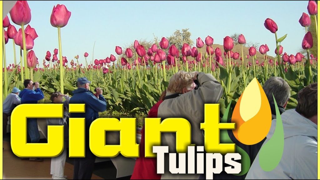 Tulip Festival Western Washington - Vibrant Tulip Colors Mesmerize And Delight At Tulip Festival
