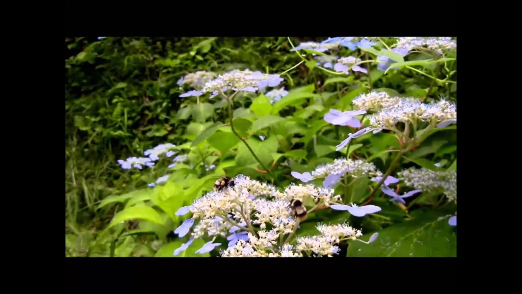 道北の夏休み　Summer Vacation in Northen Hokkaido