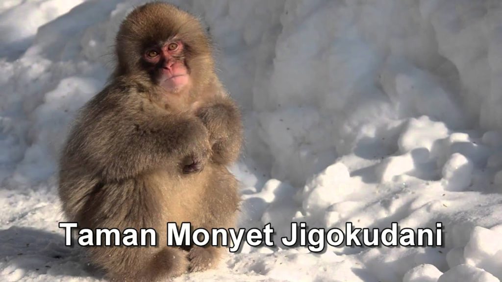 Travel Jepang : Kegiatan alam dan pemandian air panas di Yamanouchi. Nagano , Jepang Travel Jepang : Kegiatan alam dan pemandian air panas di Yamanouchi. Nagano , Jepang