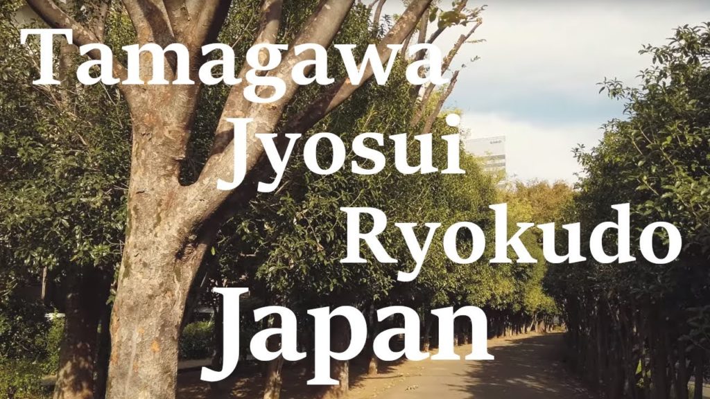 Walking on Tamagawa Jyosui Ryokudo, Binaural City Sounds(ASMR) in Tokyo Japan | DJI Osmo Pocket 4k Walking on Tamagawa Jyosui Ryokudo, Binaural City Sounds(ASMR) in Tokyo Japan | DJI Osmo Pocket 4k