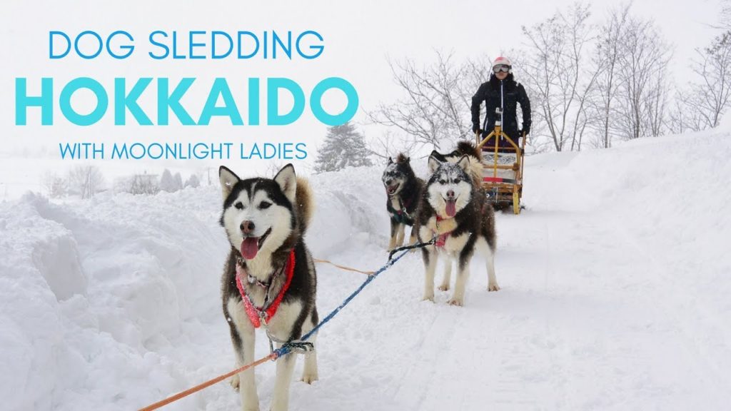 HOKKAIDO DOG SLEDDING