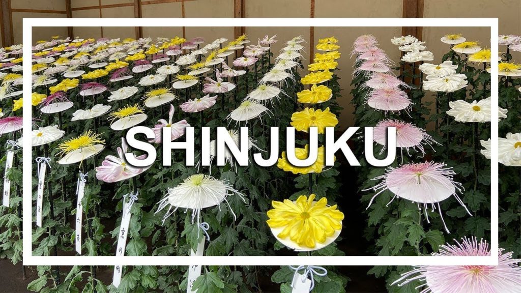 CHRYSANTHEMUMS AND NIGHT VIEW IN SHINJUKU: Japan Travel Diaries