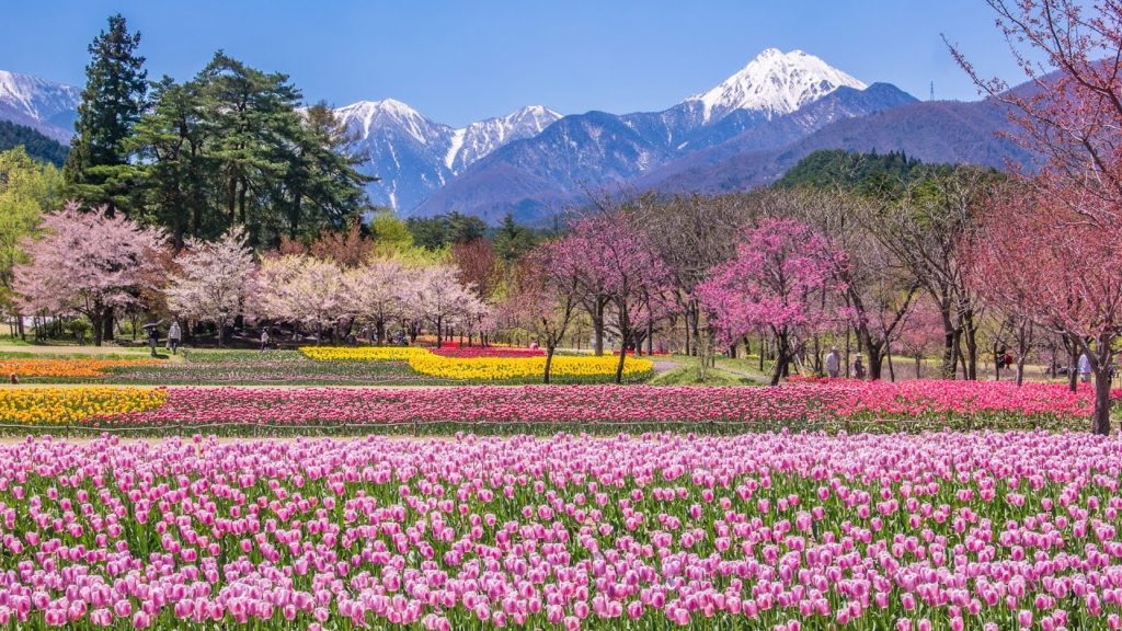 [ 4K UltraHD ] 国営アルプスあづみの公園 - Alps Azumino National Park in Spring - (shot on Samsung NX1)