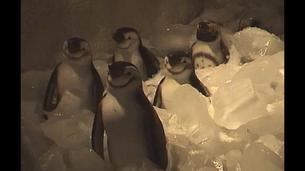 Penguin Encounter Frozen Walk-Through - Uminonakamichi Seaside Park Japan